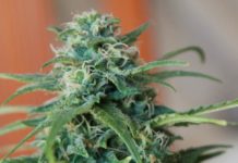 ERC prepara un proyecto para la regulación del cannabis ante la falta de avances del Gobierno ERC prepara un proyecto para la regulación del cannabis ante la falta de avances del Gobierno