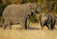 Elefantes estresados del zoológico de Varsovia recibirán marihuana medicinal Elefantes estresados del zoológico de Varsovia recibirán marihuana medicinal