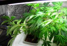 Planta en crecimientode cannabis en cultivo hidropónico en crecimiento