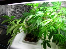 Planta en crecimientode cannabis en cultivo hidropónico en crecimiento