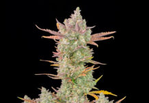 Variedades de semillas de cannabis Fastbuds