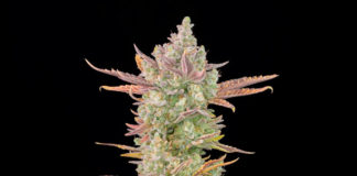 Fastbuds