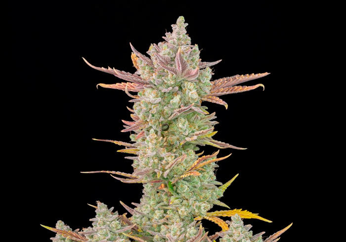 Fastbuds