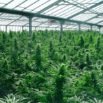 cannabis en Canarias