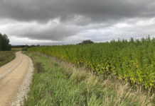 Cannabis medicinal, un negocio “de tiempo” que crece, según un experto uruguayo World Rally Championship | Rally de Estonia