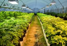 Cannabis en lugar de carne: &iquest;cambiar&aacute; Uruguay su producto insignia?