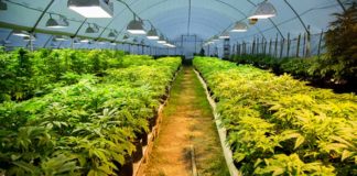Cannabis en lugar de carne: ¿cambiará Uruguay su producto insignia?