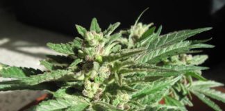 Flor de cannabis medicinal