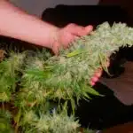 las 10 variedades de marihuana m&aacute;s famosas