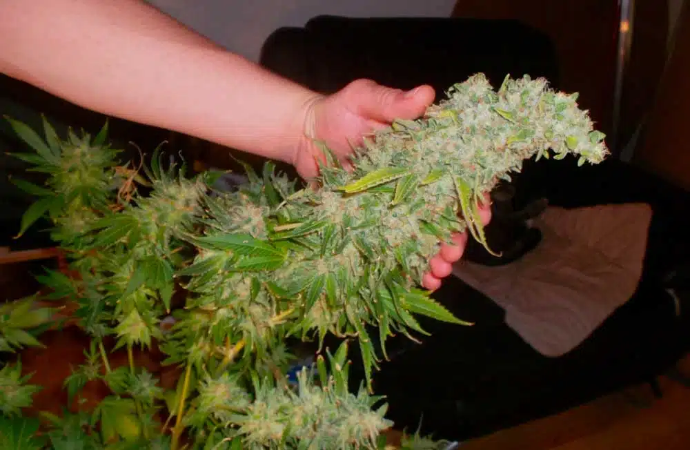 White Widow