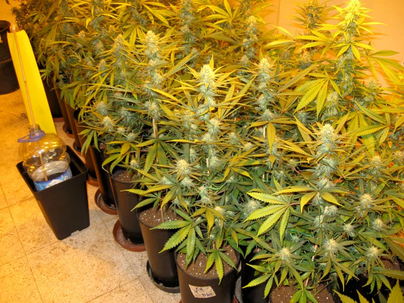 Plantación de cannabis en interior