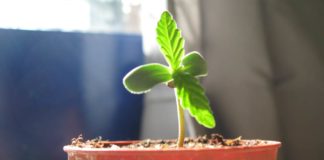 Plantita de cannabis en incipiente crecimiento