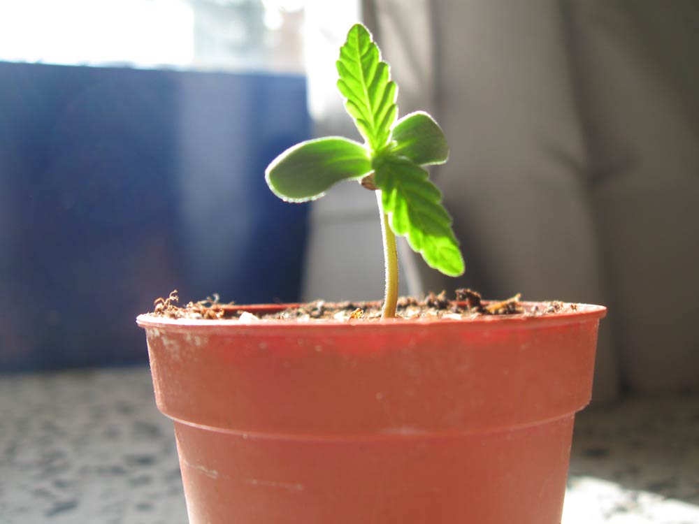 Plantita de cannabis en incipiente crecimiento