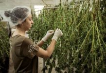 Cómo impacta el efecto del cannabis sobre la glándula pineal Centro de secado de cannabis