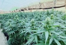 Cultivo de cannabis en el invernadero de CTAEX en Villafranco del Guadiana (Badajoz) — CEDIDA