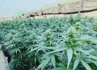 Paquistán abre la puerta a una industria legal del cannabis con su primera política nacional Cultivo de cannabis en el invernadero de CTAEX en Villafranco del Guadiana (Badajoz) — CEDIDA