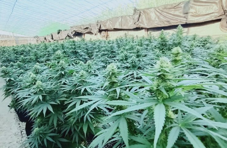 Cultivo de cannabis en el invernadero de CTAEX en Villafranco del Guadiana (Badajoz) — CEDIDA