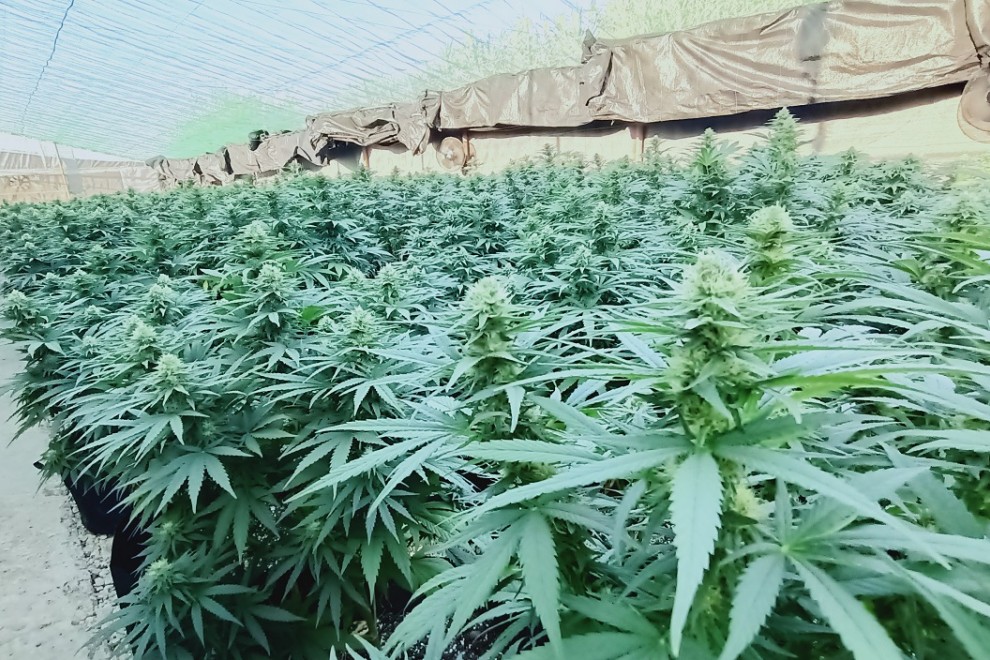 Cultivo de cannabis en el invernadero de CTAEX en Villafranco del Guadiana (Badajoz) — CEDIDA