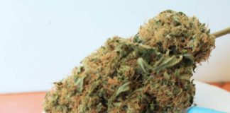 Variedades medicinales de cannabis