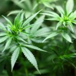 Plantas de cannabis
