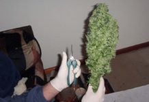 Sentencia pionera sobre el CBD del cannabis: un juez contradice a la fiscalía antidroga y absuelve a un acusado al que devuelve sus cogollos Bud casera de exterior
