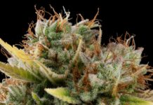 cogollos critical auto