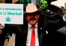 El Congreso de México prorroga la legislación del cannabis otros cuatro meses El Congreso de México prorroga la legislación del cannabis otros cuatro meses