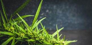 Marijuana bud flowers of cannabis