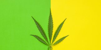 Marijuana cannabis leaf.