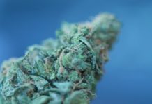 Cómo cultivar variedades medicinales cogollo cannabis