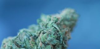 cogollo cannabis