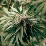 Planta de cannabis en floración