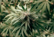 Planta de cannabis en floración
