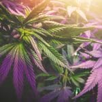 Cannabis plant under uv led grow light