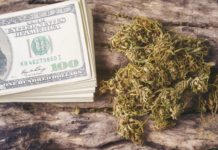 dried cannabis medical marijuana with dollar bill