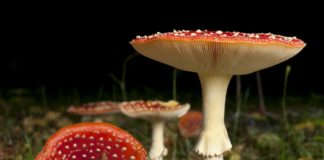 Fly agaric or fly Amanita mushrooms, Amanita muscaria