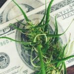 fresh marijuana flower on hundred dollar banknote
