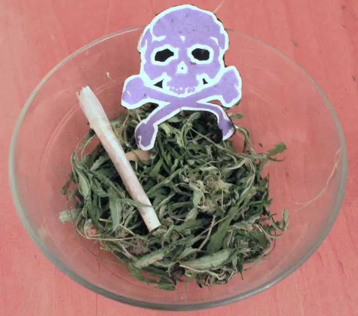 hojarasca
