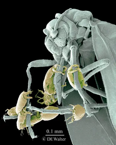 Araña roja vista con microscópio