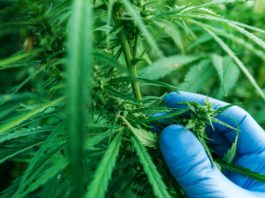 Scientist examining development of Cannabis sativa plant