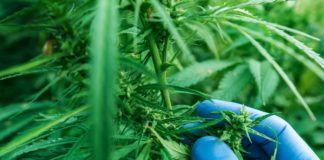 Scientist examining development of Cannabis sativa plant