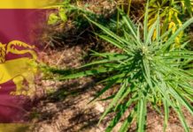 Sri Lanka legalizará el cannabis Sri Lanka cannabis