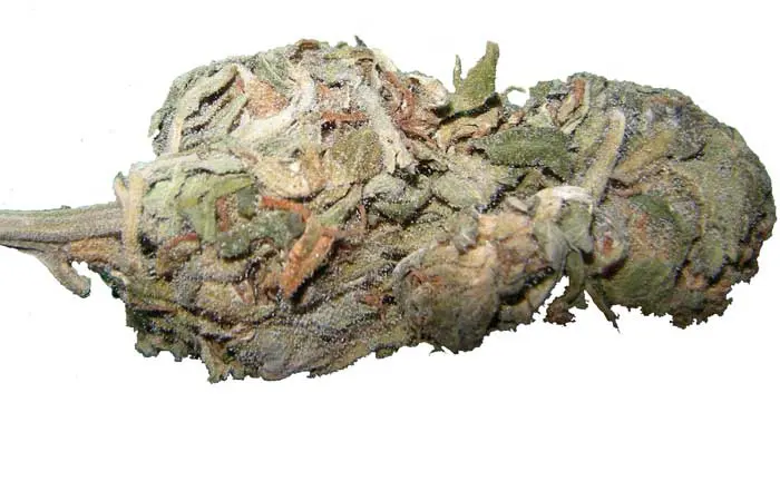 Acapulco gold