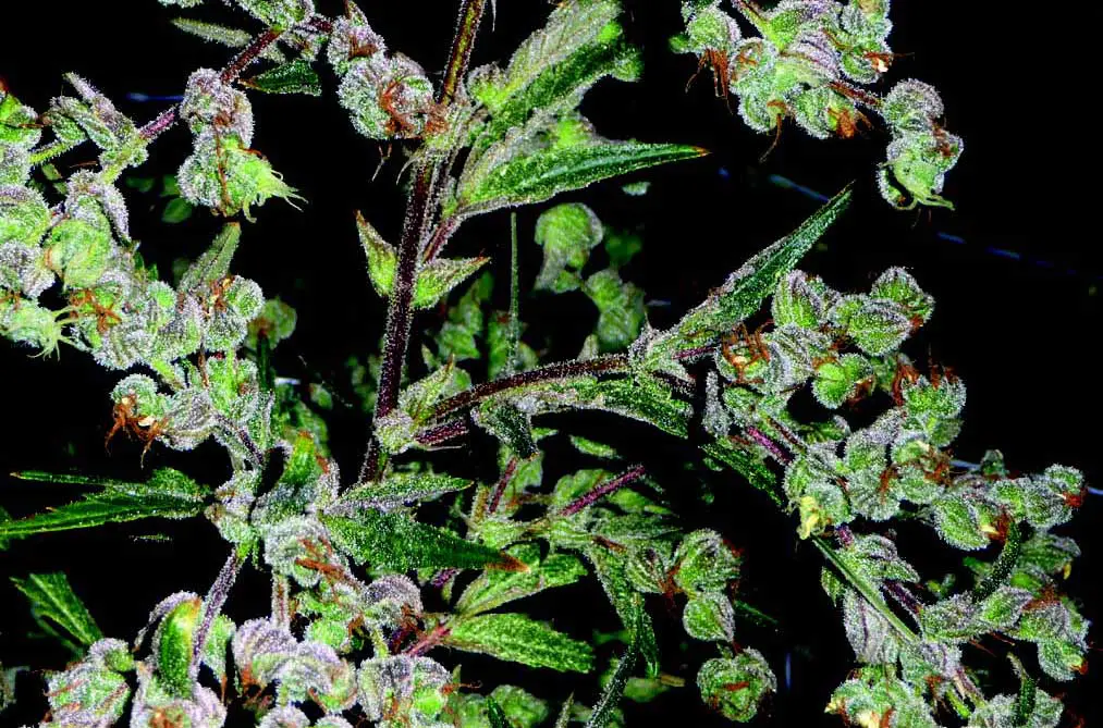 Dr. Grinspoon de Barneys Farm