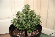 Todo lo que tienes que saber sobre plantas autoflorecientes Lowryder#2 con 45 días de floración