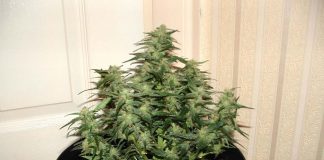 Lowryder#2 con 45 días de floración