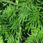 Comenzando nuestro exterior en un interior (III) Sativa en la naturaleza
