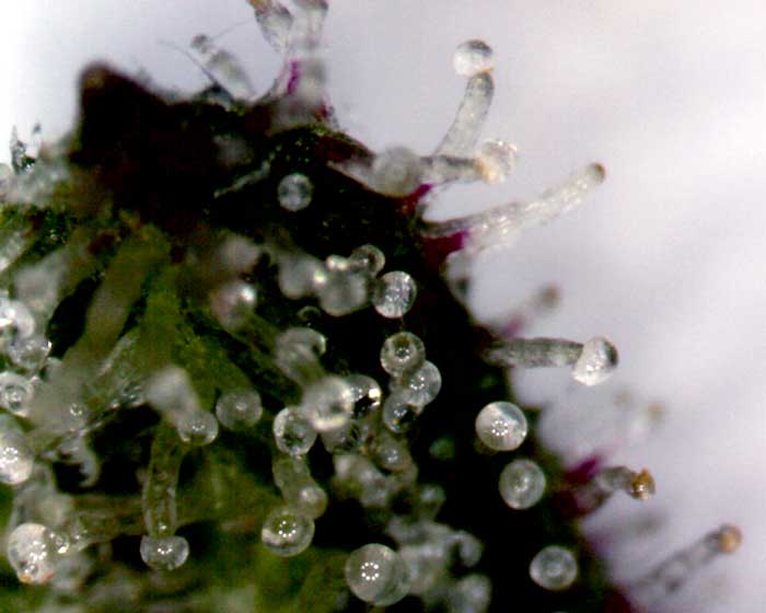 Tricomas de cannabis subespecie sativa