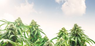 Marijuana plant against sky