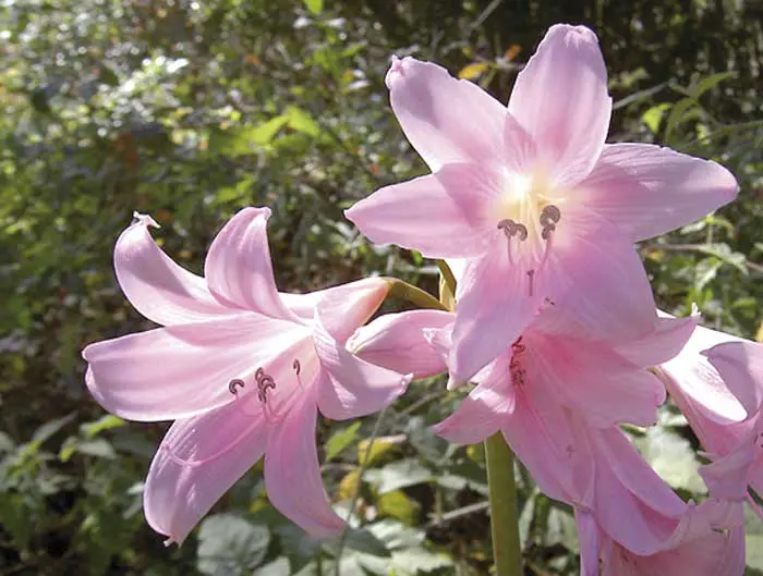 Amaryllis-belladona